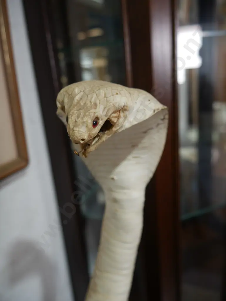 Mongoose and cobra taxidermy Image 1++