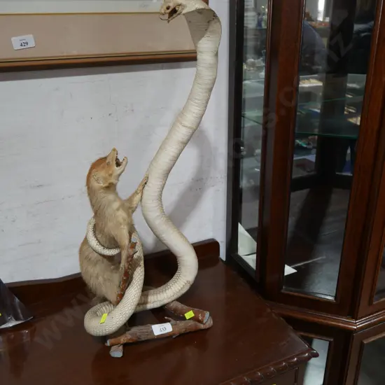 Mongoose and cobra taxidermy