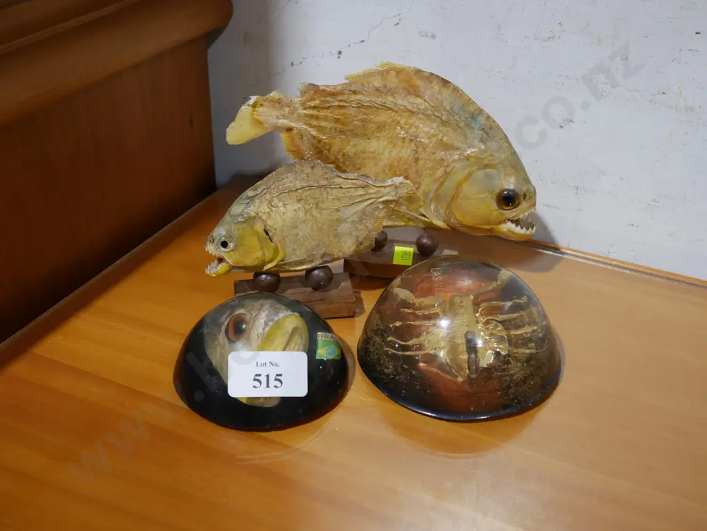 Piranhas and scorpion Image 1++