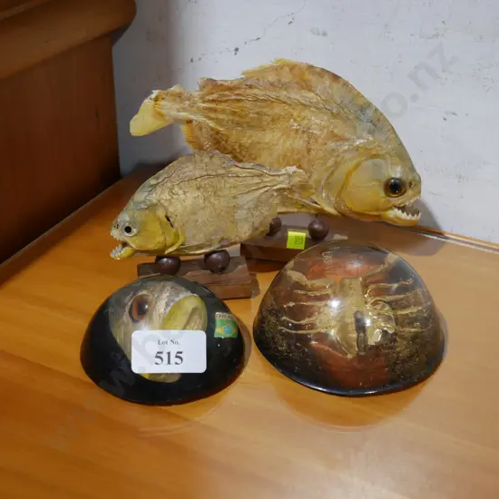 Piranhas and scorpion