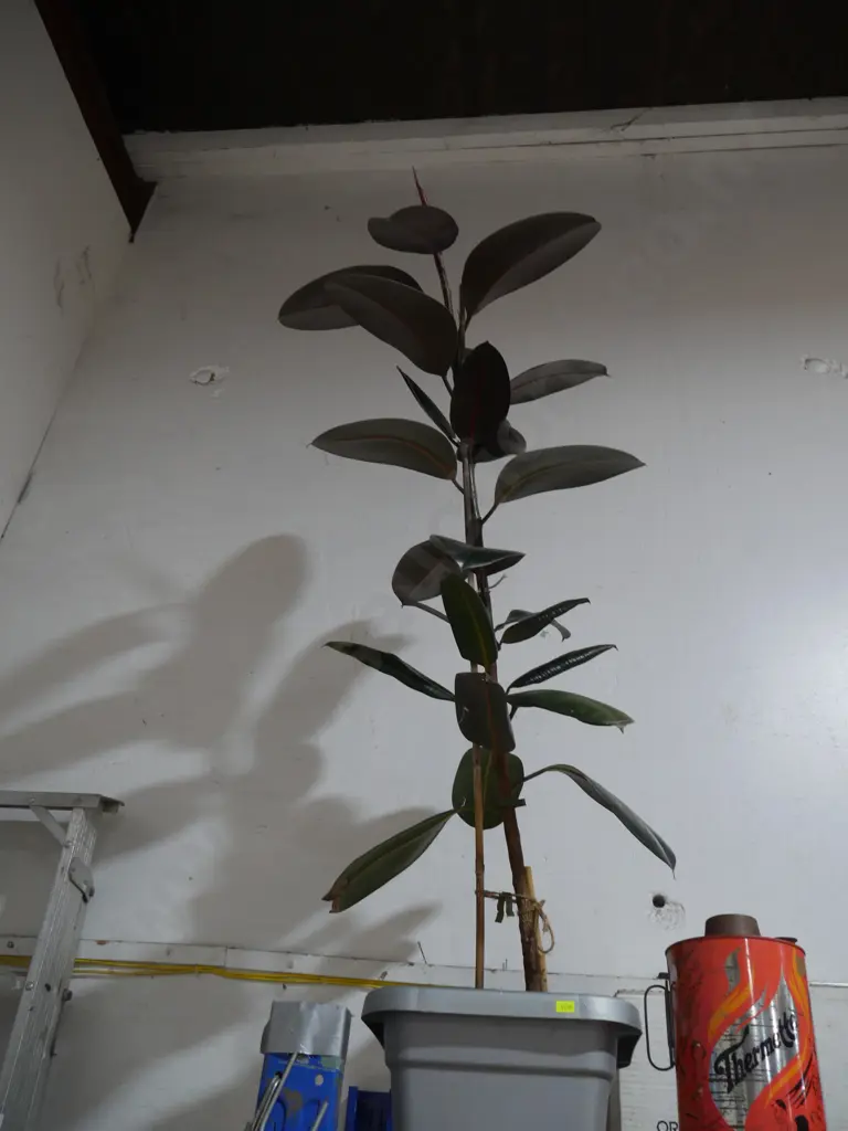 Large house plant Image 1++