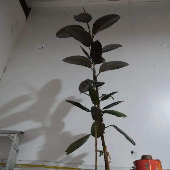Large house plant