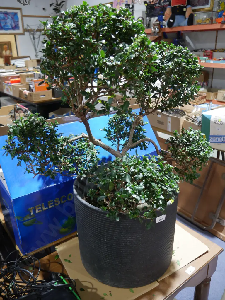 Bonsai tree Image 1++