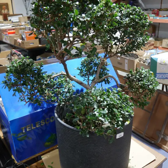 Bonsai tree