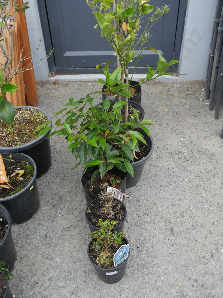 6 potted plants Image 1++
