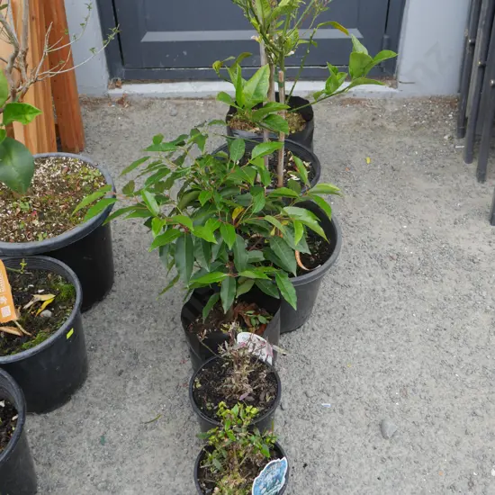 6 potted plants