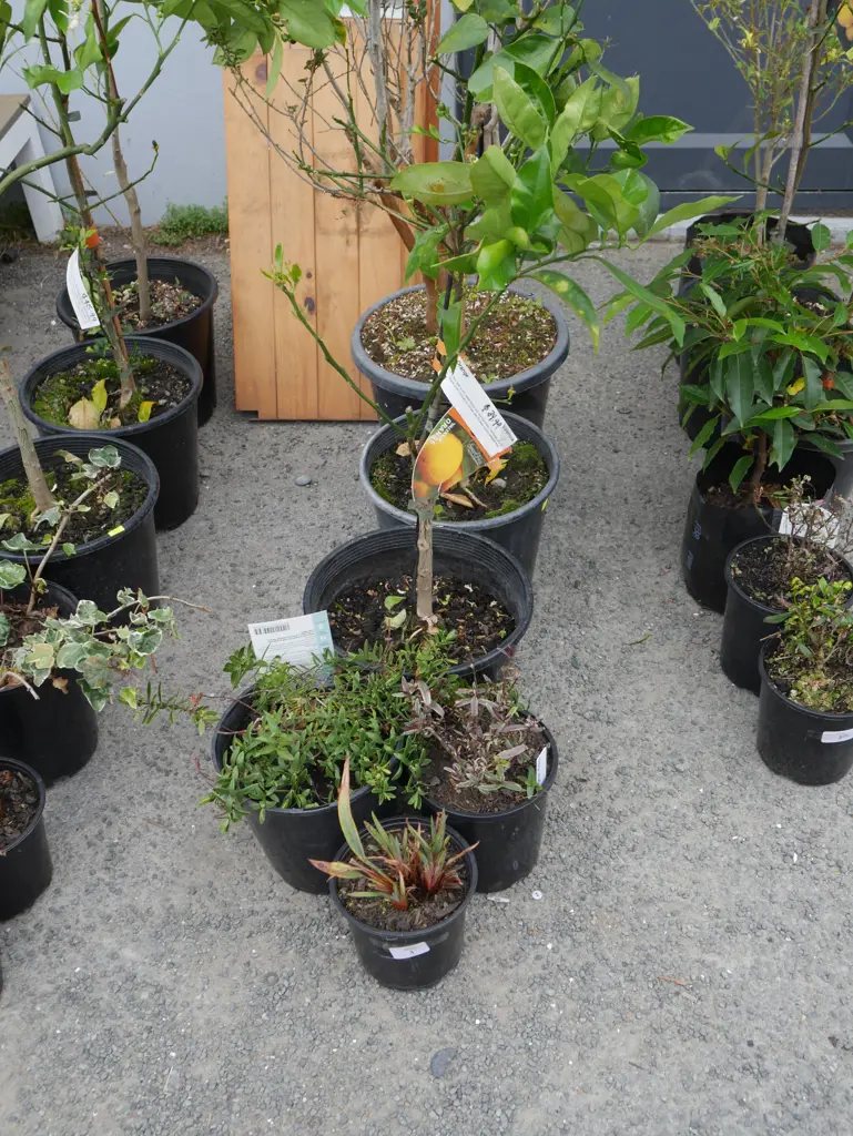 6 potted plants Image 1++