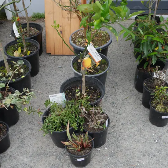 6 potted plants