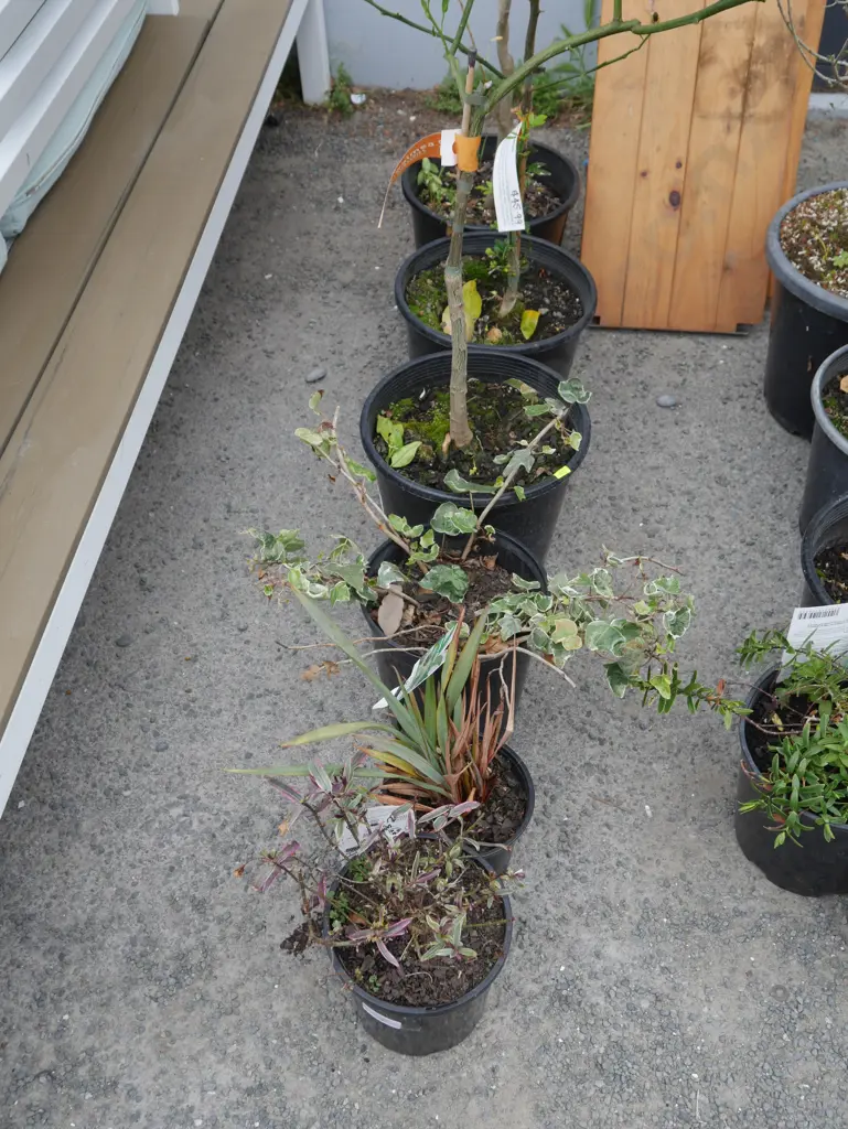 6 potted plants Image 1++