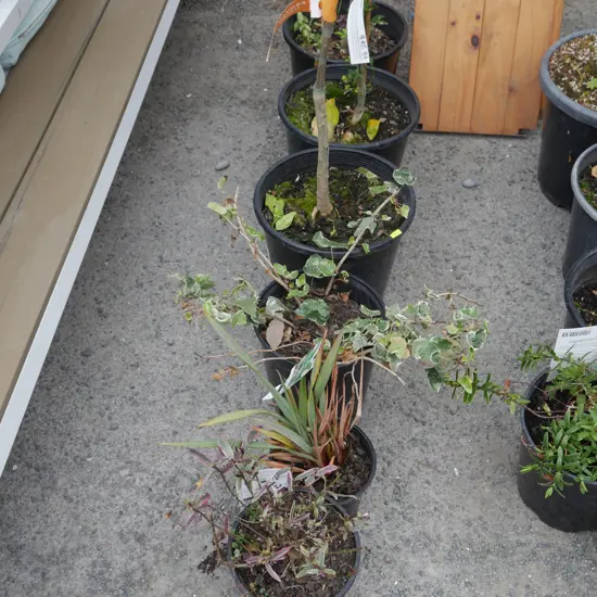 6 potted plants