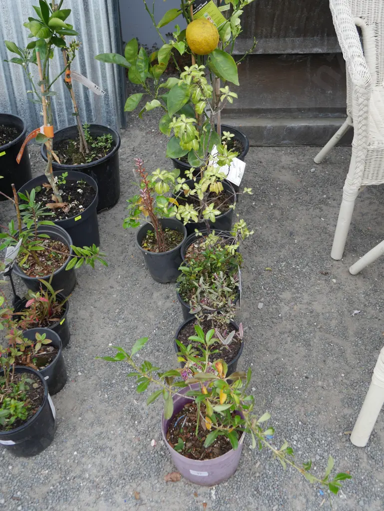 7 potted plants Image 1++
