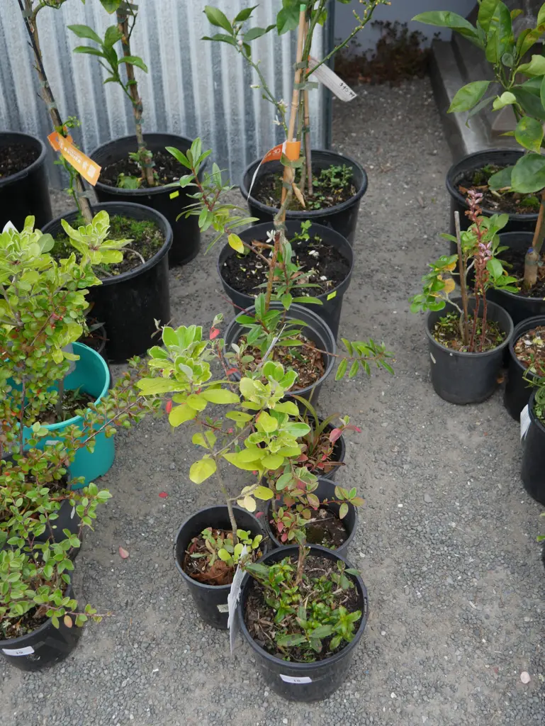 7 potted plants Image 1++