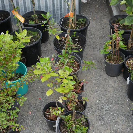 7 potted plants