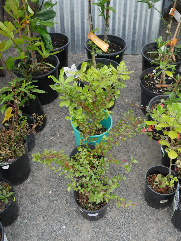 7 potted plants Image 1++