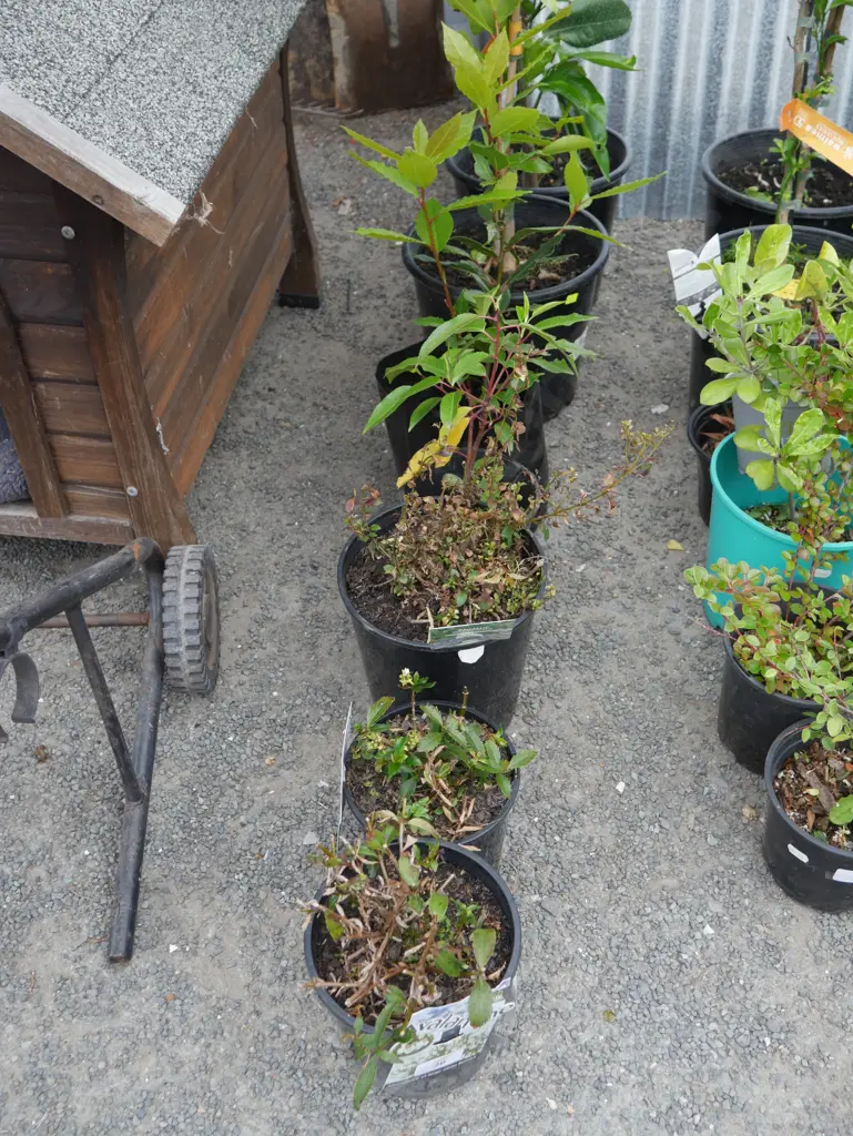 7 potted plants Image 1++