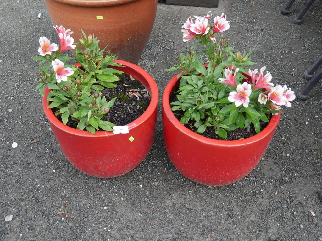 2 potted plants Image 1++