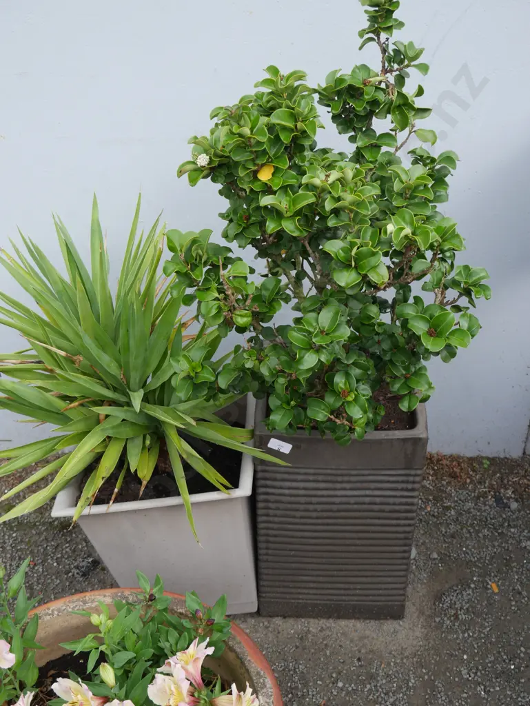 2 Potted plants Image 1++