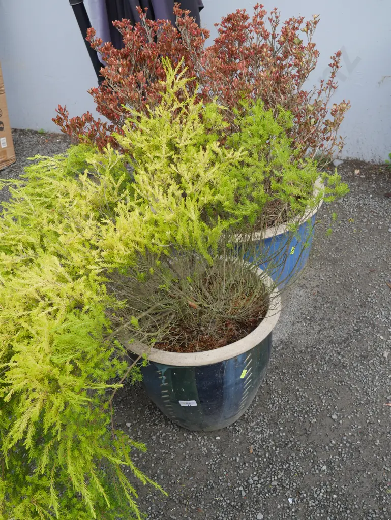 2 potted plants Image 1++