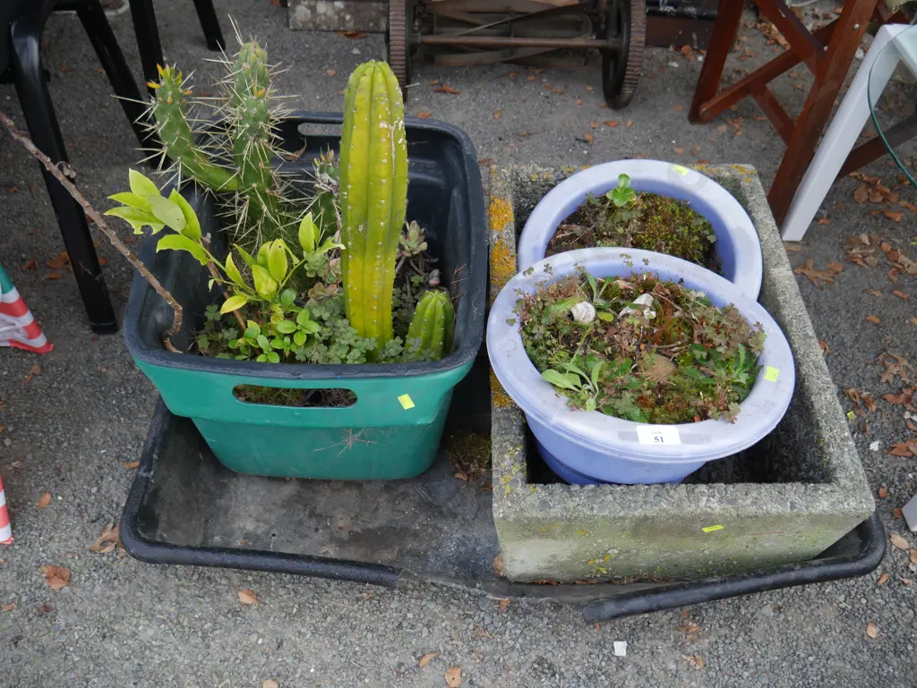 Cacti, potted plants, and stone planter Image 1++