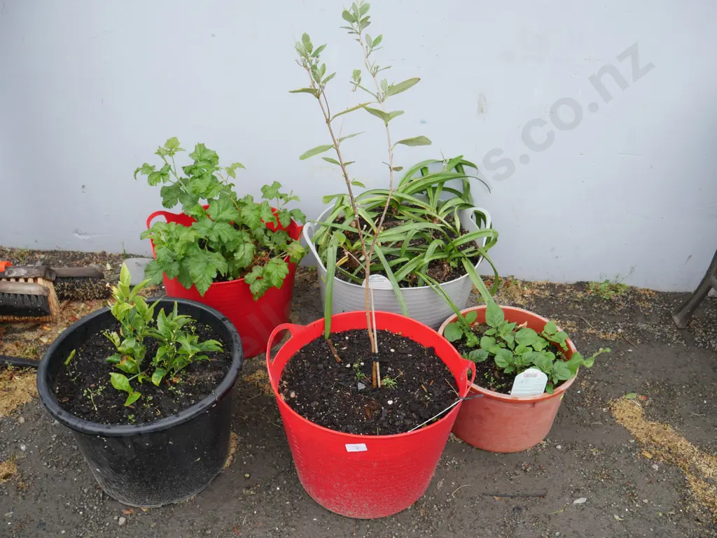 5 plants Image 1++