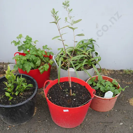 5 plants