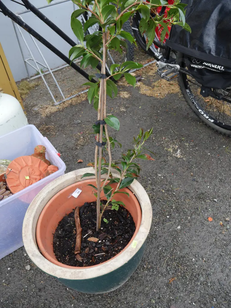 Potted plant Image 1++