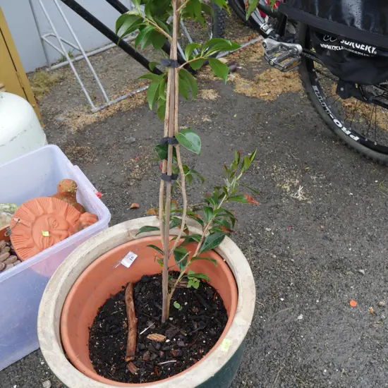 Potted plant