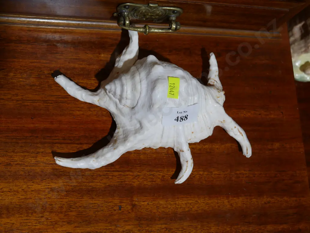 Sea shell Image 1++
