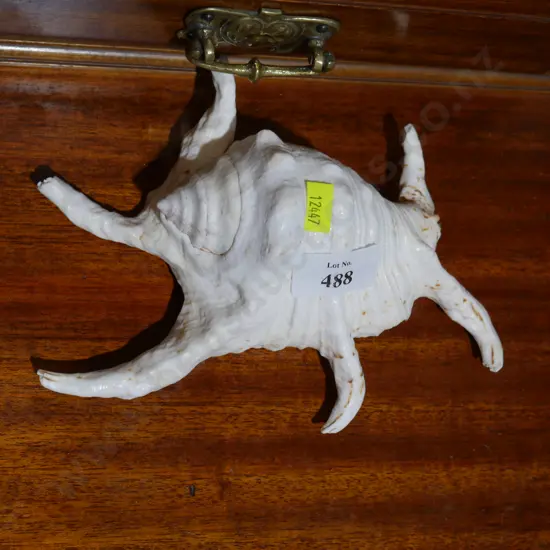 Sea shell