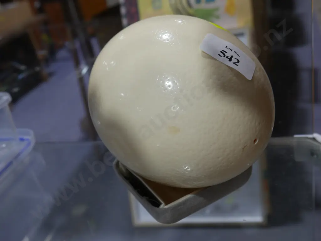 Ostrich egg Image 1++