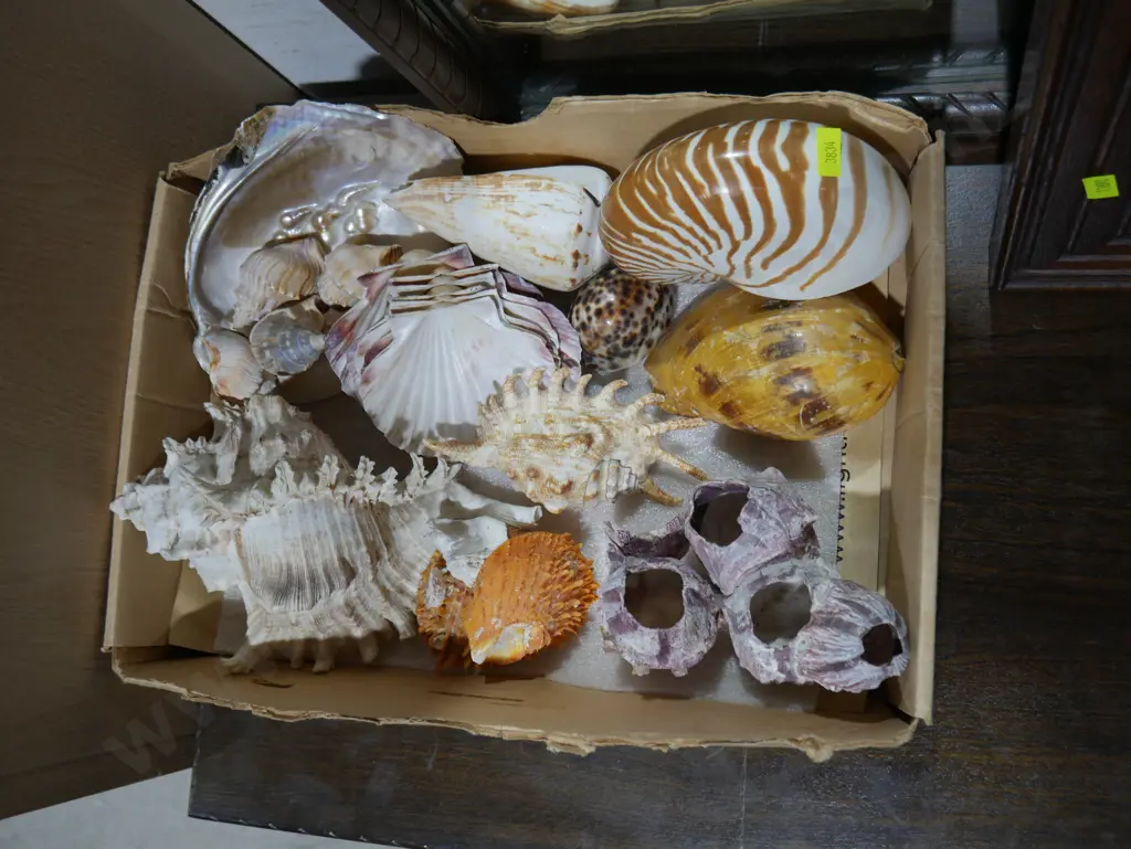 Assorted seashells Image 1++