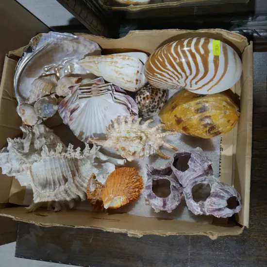 Assorted seashells