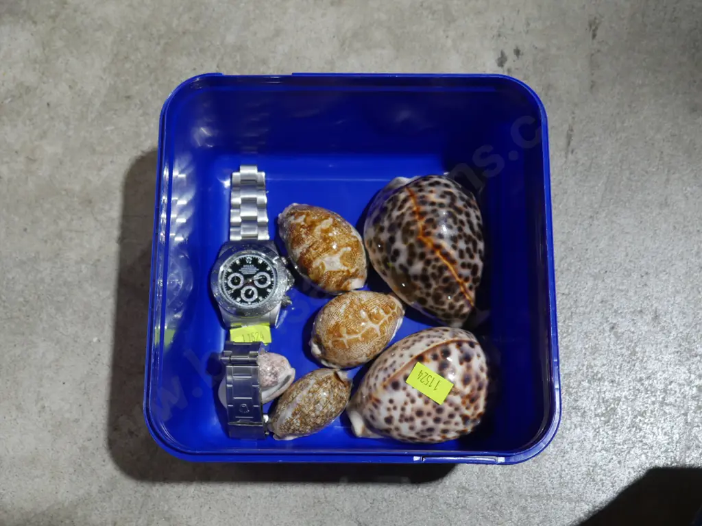Shells and watch Image 1++
