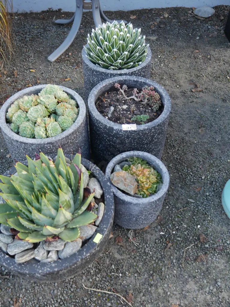 5 potted plants Image 1++