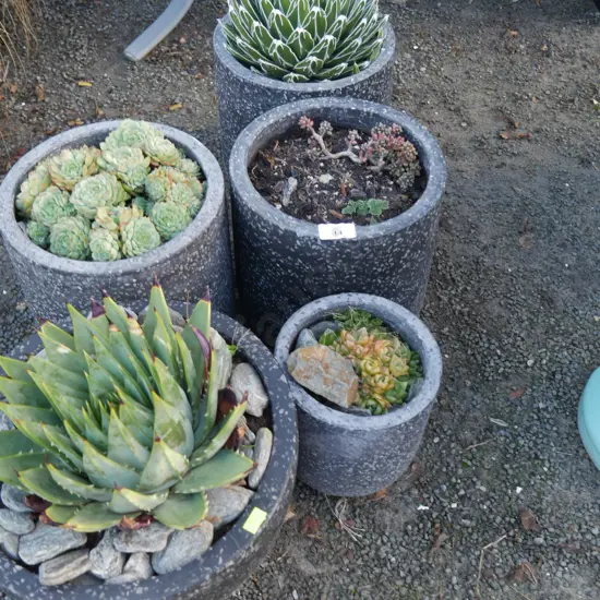 5 potted plants