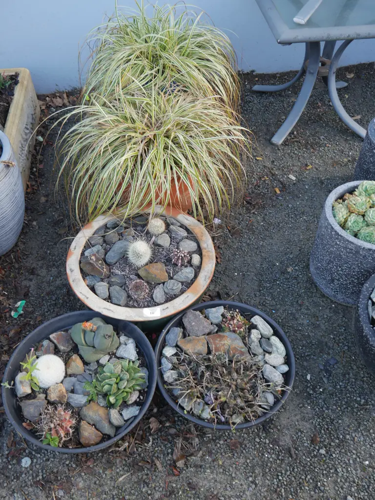 5 potted plants Image 1++