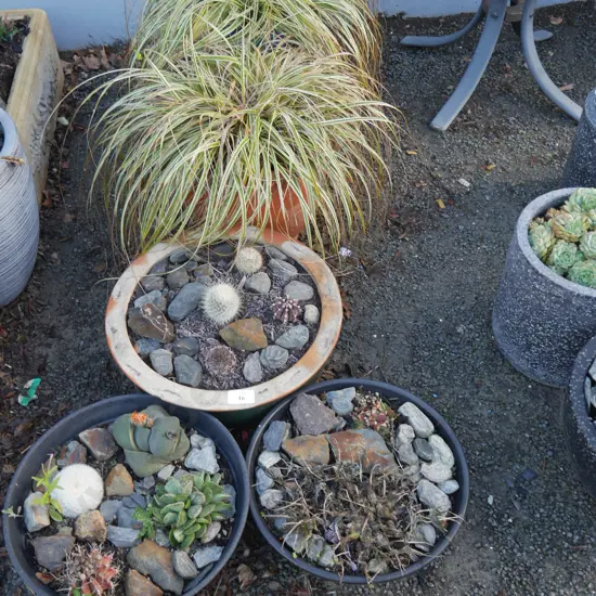 5 potted plants