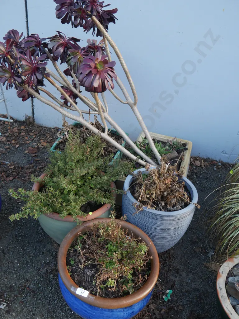 5 potted plants Image 1++