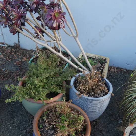 5 potted plants
