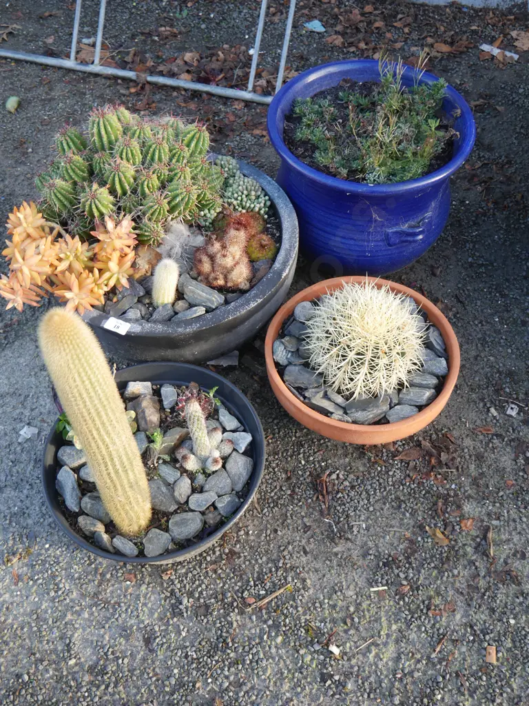 4 potted plants Image 1++