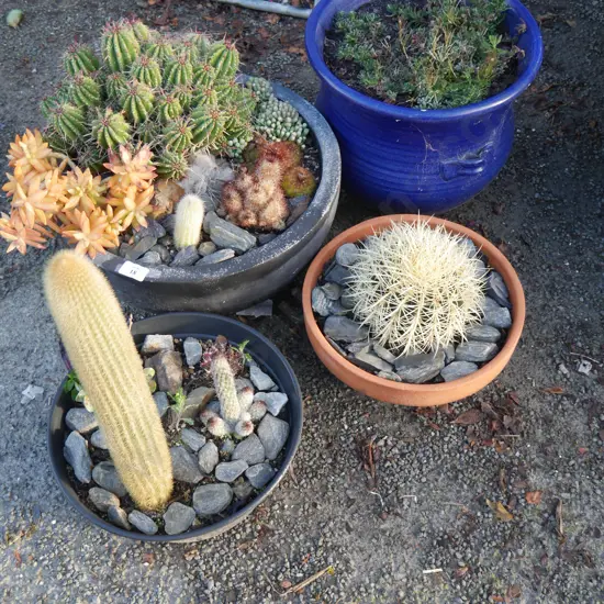 4 potted plants