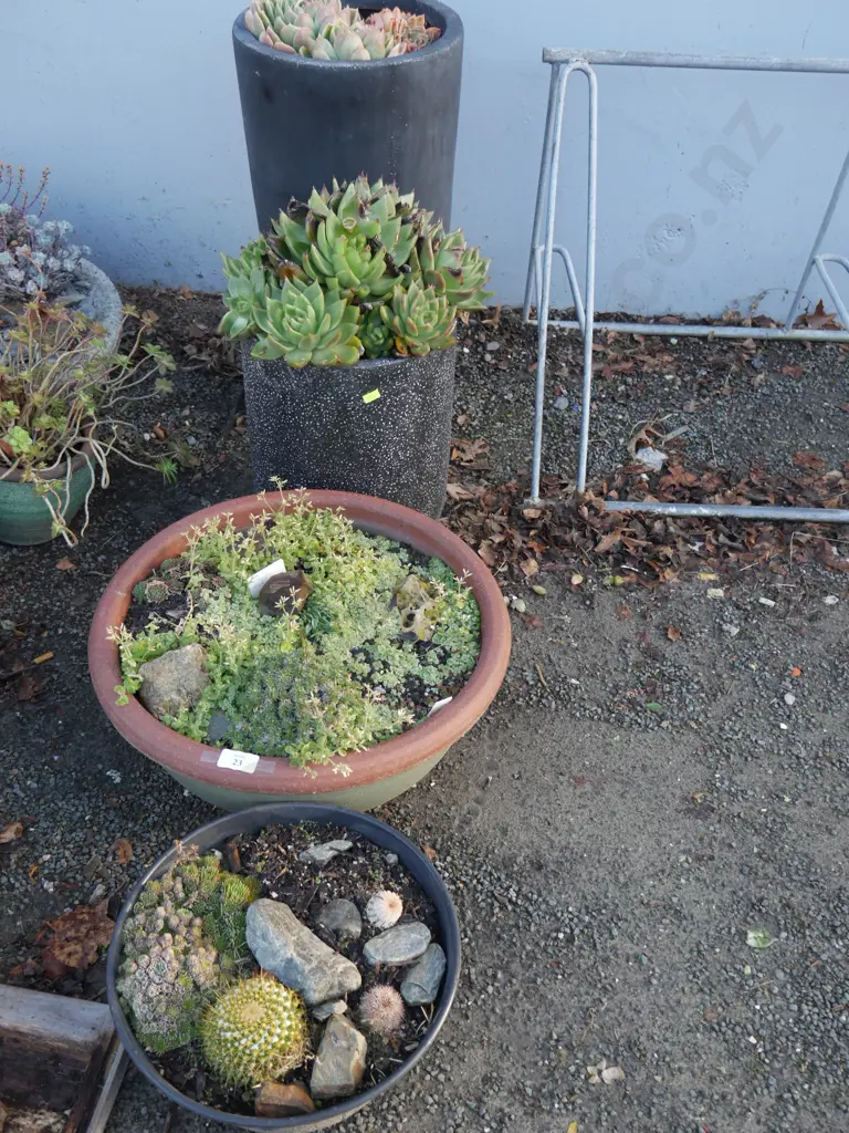 4 potted plants Image 1++