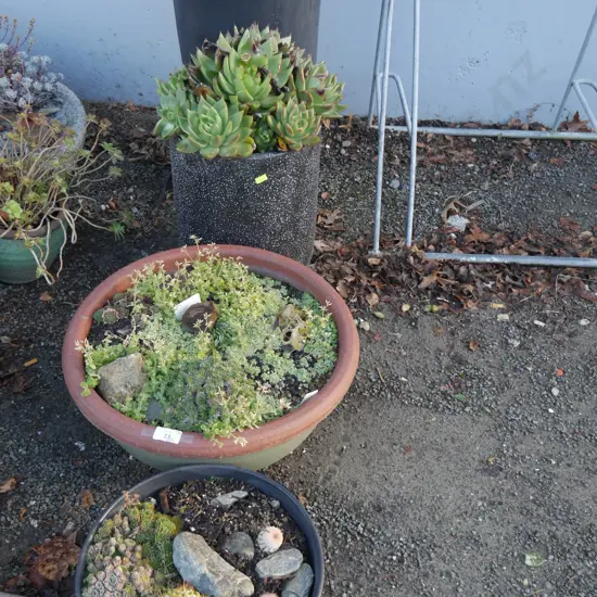 4 potted plants
