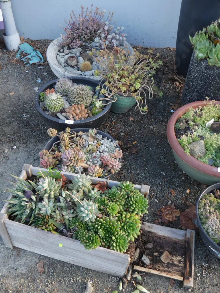 5 potted plants Image 1++