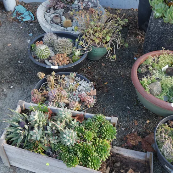 5 potted plants