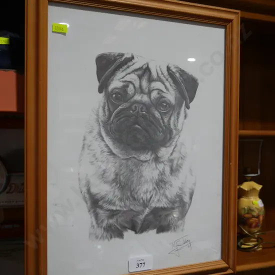 Pug sketch