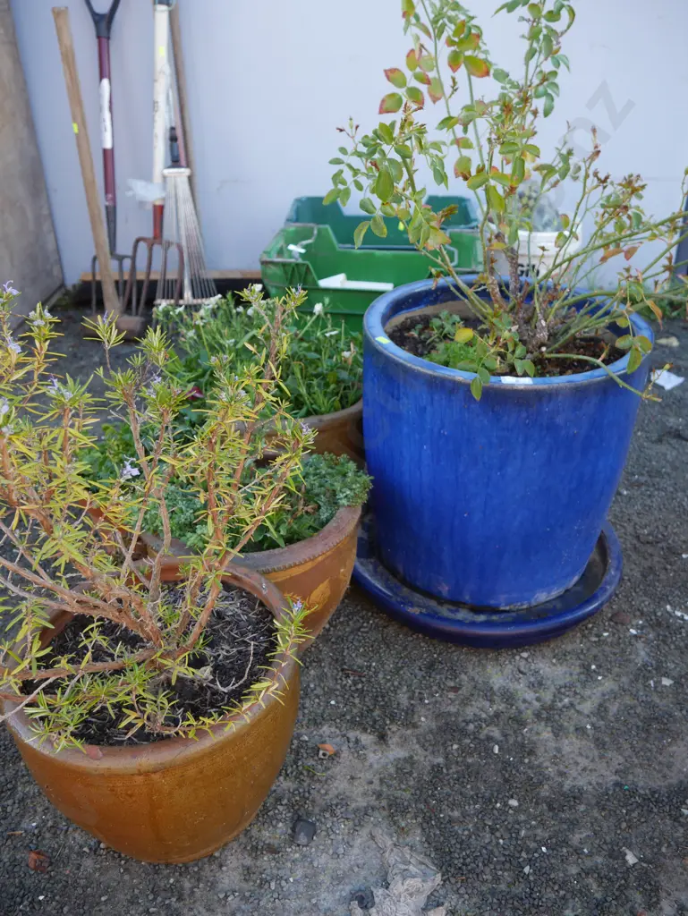 Potted plants Image 1++