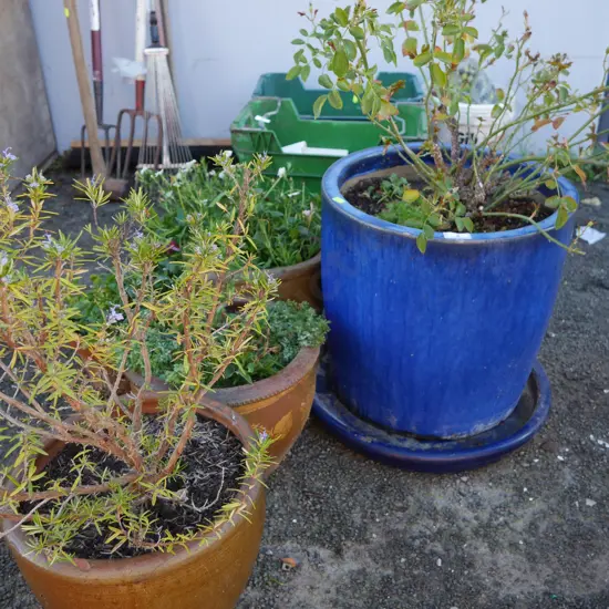 Potted plants